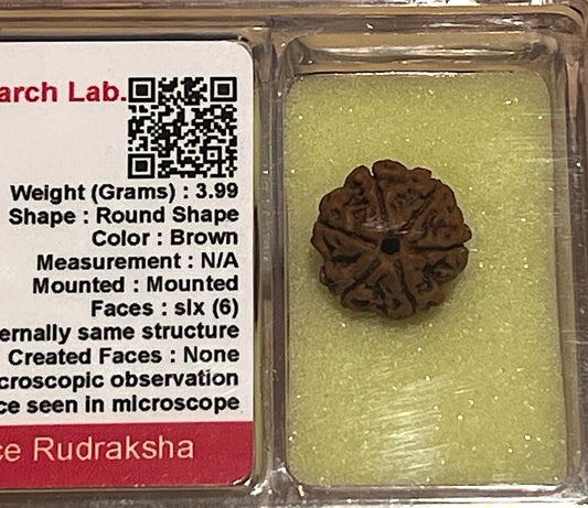 Certified 6 Mukhi Rudraksha Bead, Six Faces Rudraksh, Libra Sun Sign, Sacral Chakra