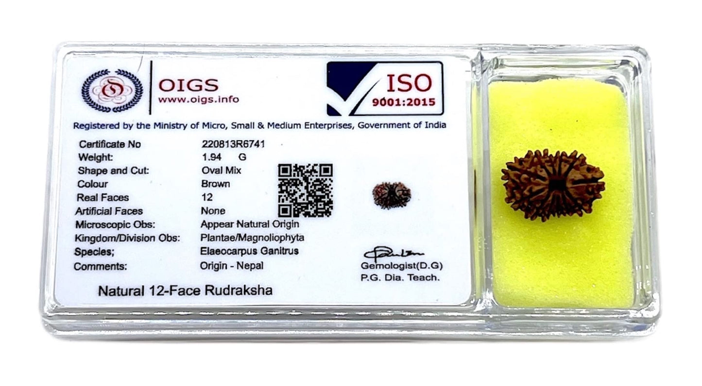 Certified 12 Mukhi Rudraksha Bead, Twelve Face Real Rudraksh, Himalayan Origin, Nepal Collections - Lab Certified w/X-Ray