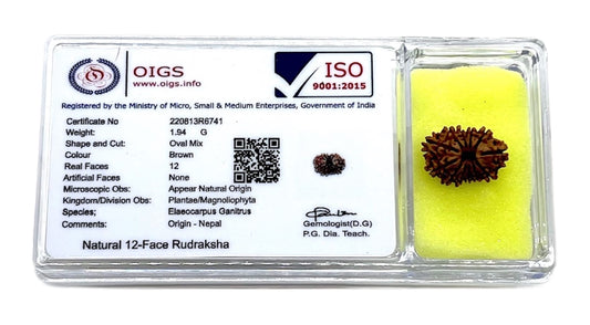 Certified 12 Mukhi Rudraksha Bead, Twelve Face Real Rudraksh, Himalayan Origin, Nepal Collections - Lab Certified w/X-Ray