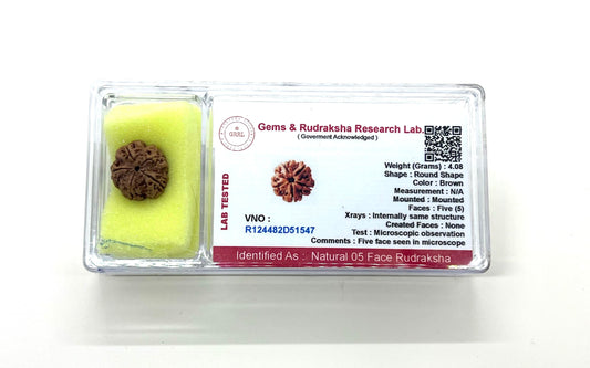 Certified 5 Mukhi (Five Faces) Rudraksha Bead, Sagittarius Sun Sign, Throat Chakra