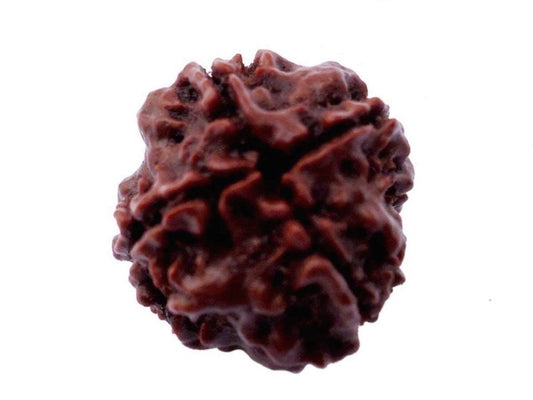 Certified 4 Mukhi (Four Faces) Rudraksha Bead, Real Rudraksh, Throat Chakra, Universal Sun Sign