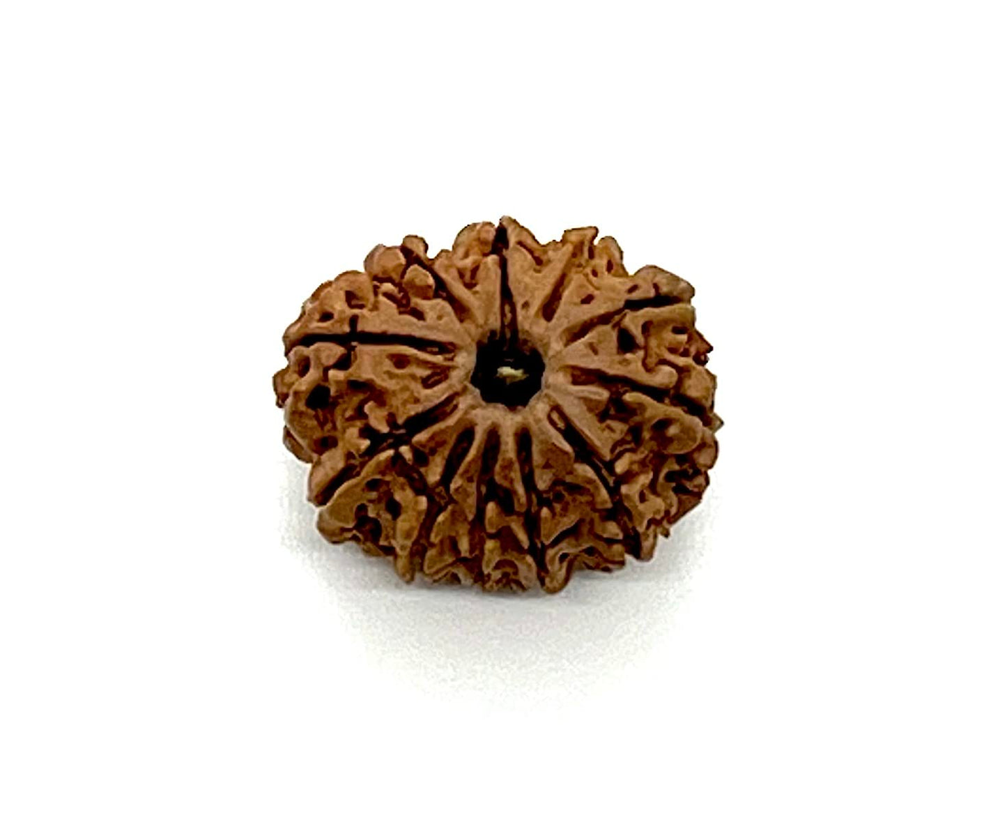 Harness Divine Energy: Certified 11 Mukhi Rudraksha Bead with X-Ray | Third Eye Chakra