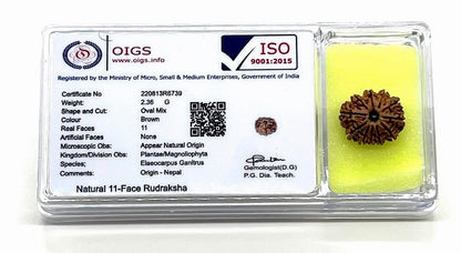 Harness Divine Energy: Certified 11 Mukhi Rudraksha Bead with X-Ray | Third Eye Chakra