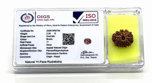 Harness Divine Energy: Certified 11 Mukhi Rudraksha Bead with X-Ray | Third Eye Chakra
